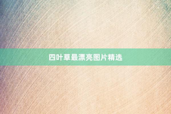 四叶草最漂亮图片精选
